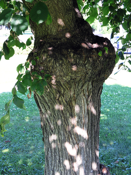 A mature tree showing graft incompatability.
